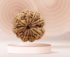 Nine Mukhi Rudraksha