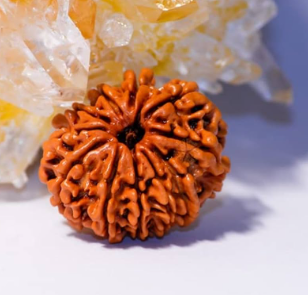 Ten Mukhi Rudraksha