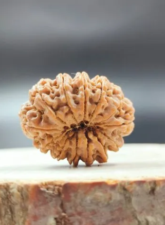 Thirteen Mukhi Rudraksha