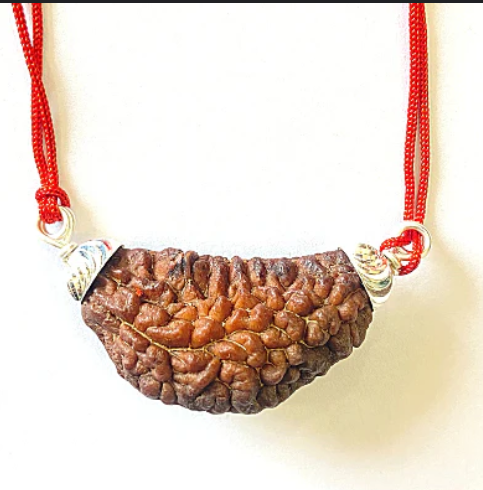 Natural Eka Mukhi Rudraksha