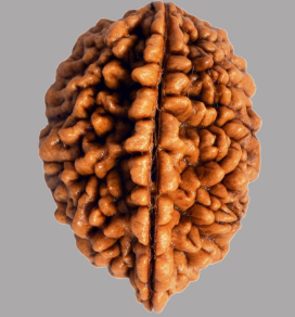 Two Mukhi Rudraksha