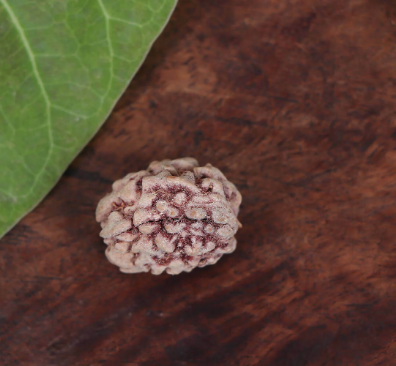 Teen Mukhi Rudraksha