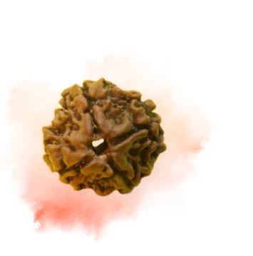 Four Mukhi Rudraksha