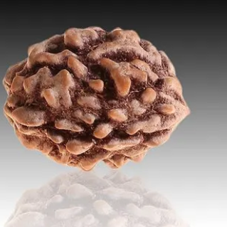 Six Mukhi Rudraksha