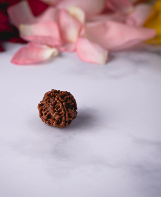 Seven Mukhi Rudraksha