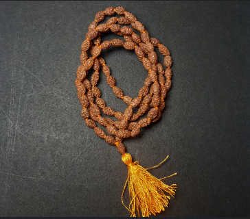 2 Mukhi Rudraksha Beads